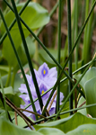 Water Hyacinth 8235